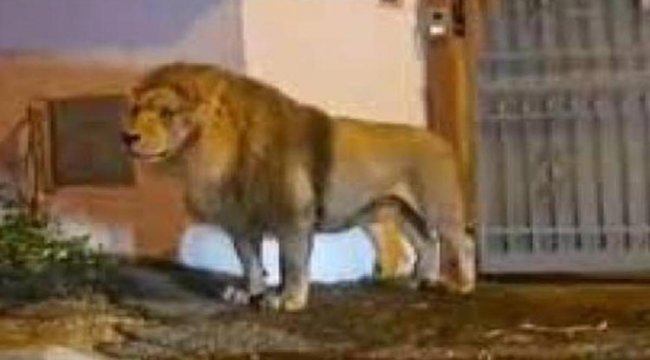 Sosyal medya bu görüntüleri konuşuyor: Sirkten kaçan aslan İtalya sokaklarında gezintiye çıktı