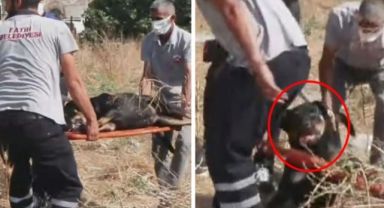 İstanbul'da bir kişiyi parçalayarak öldüren köpekler böyle toplandı