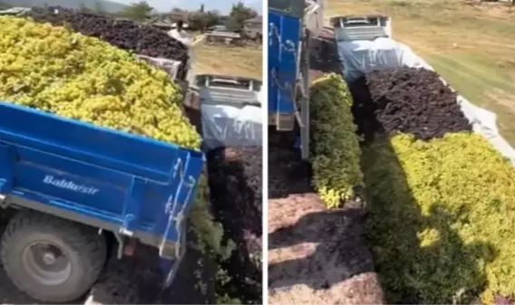 Üzüm üreticisi çektiği görüntüyle isyan etti: Bu sene çiftçilik hayatım bitmiştir